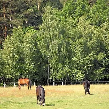 Milosz بيت شباب Grabowiec (Kuyavian-Pomeranian)