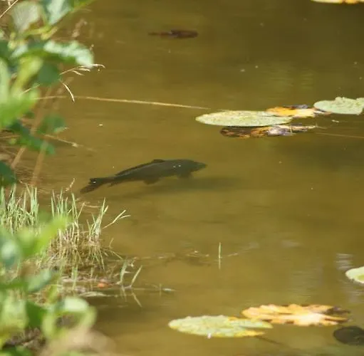 Milosz Hostel Grabowiec (Kuyavian-Pomeranian)